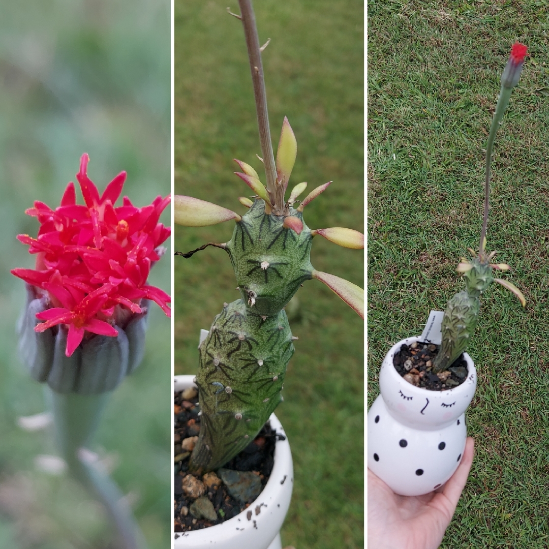Senecio mweroensis subs. saginatus in the GardenTags plant encyclopedia Senecio saginatus in the GardenTags plant encyclopedia