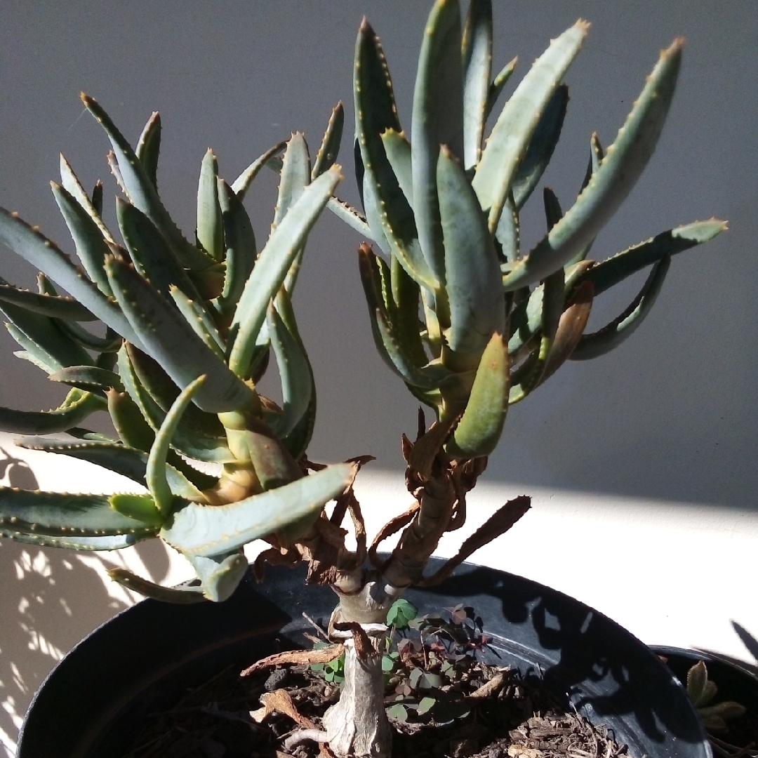 Aloe Ramosissima in the GardenTags plant encyclopedia Maidens Quiver Tree in the GardenTags plant encyclopedia