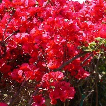 Bougainvillea Scarlet OHara in the GardenTags plant encyclopedia Bougainvillea Scarlet OHara in the GardenTags plant encyclopedia