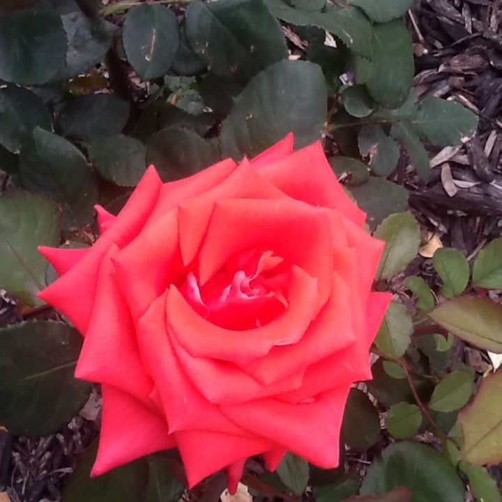 Rosa Kardinal in the GardenTags plant encyclopedia Hybrid Tea Rose Kardinal in the GardenTags plant encyclopedia