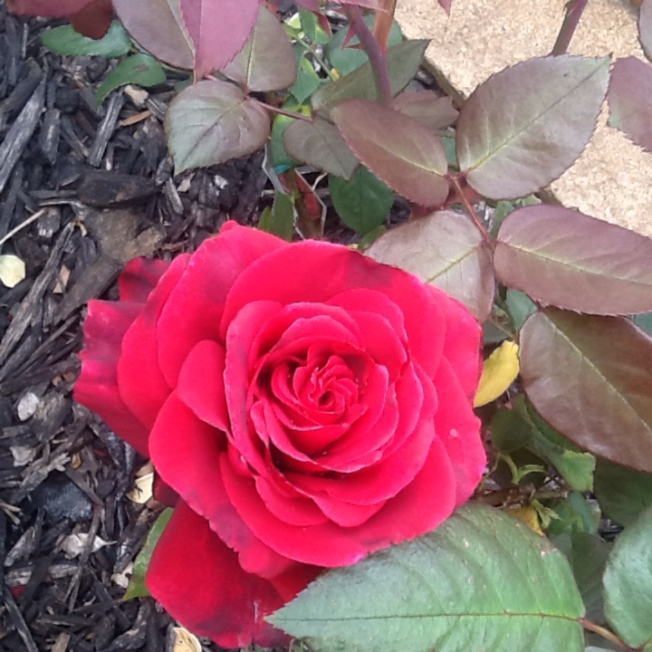 Rosa Camp David in the GardenTags plant encyclopedia Rose Camp David (Hybrid Tea) in the GardenTags plant encyclopedia