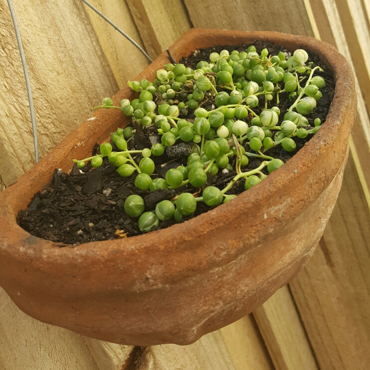 Variegated String of Pearls / Senecio rowleyanus f. variegatus