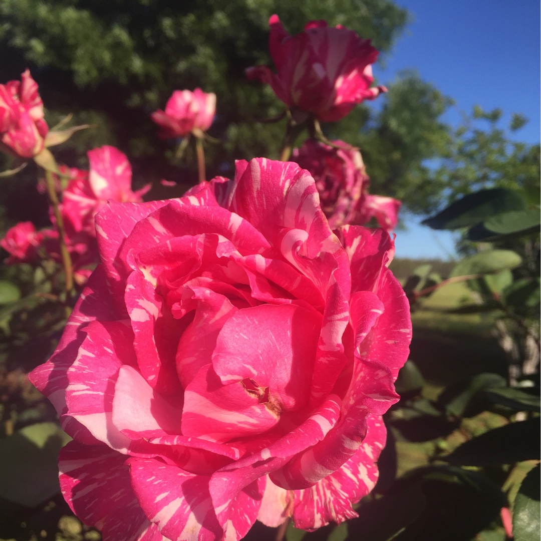 Rosa Candy Stripe in the GardenTags plant encyclopedia Rose Candy Stripe in the GardenTags plant encyclopedia