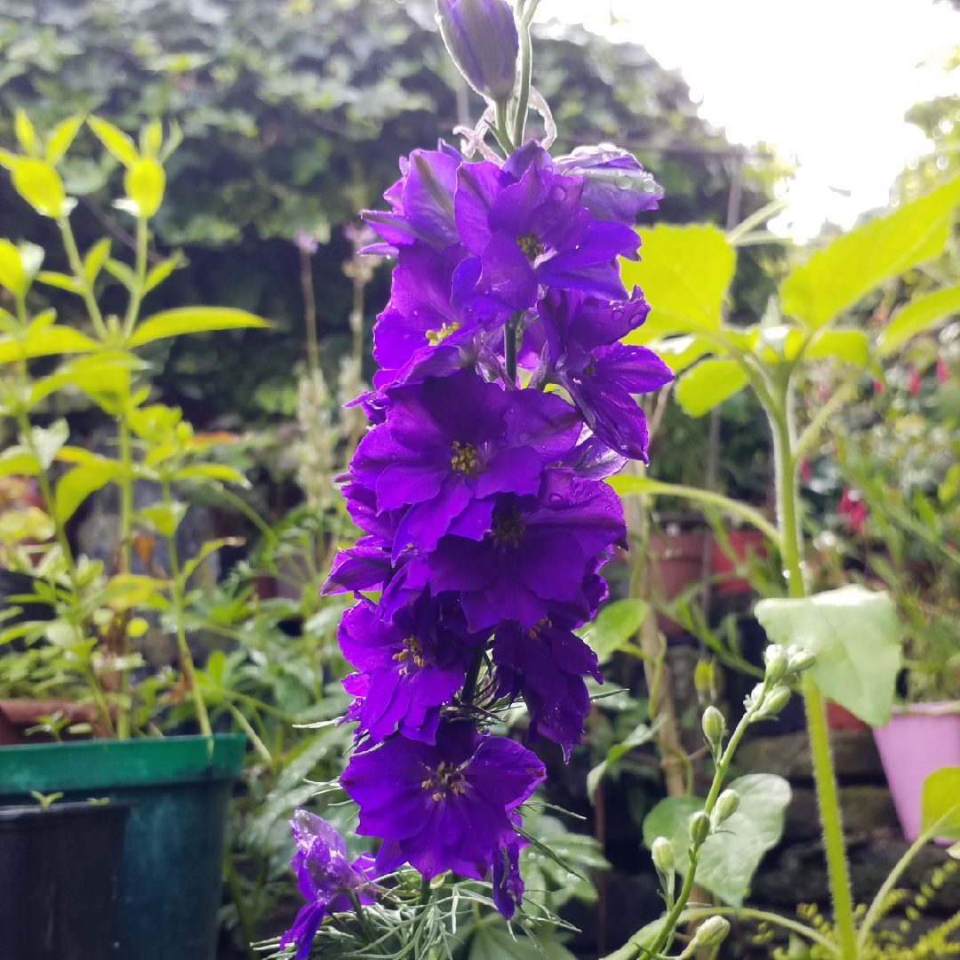 Annual Larkspur Giant Imperial Mixed (Mix) in the GardenTags plant encyclopedia