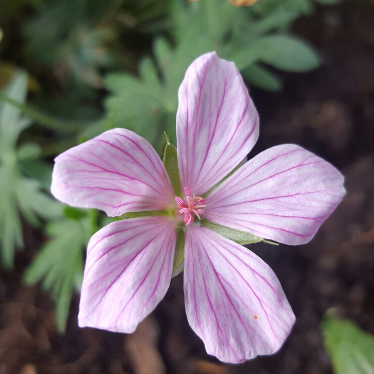 Geranium sanguineum Pink Pouffe in the GardenTags plant encyclopedia Bloody Cranesbill Pink Pouffe in the GardenTags plant encyclopedia