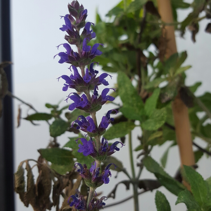 Salvia nemorosa Lubecca in the GardenTags plant encyclopedia Balkan Clary Sage Lubecca in the GardenTags plant encyclopedia