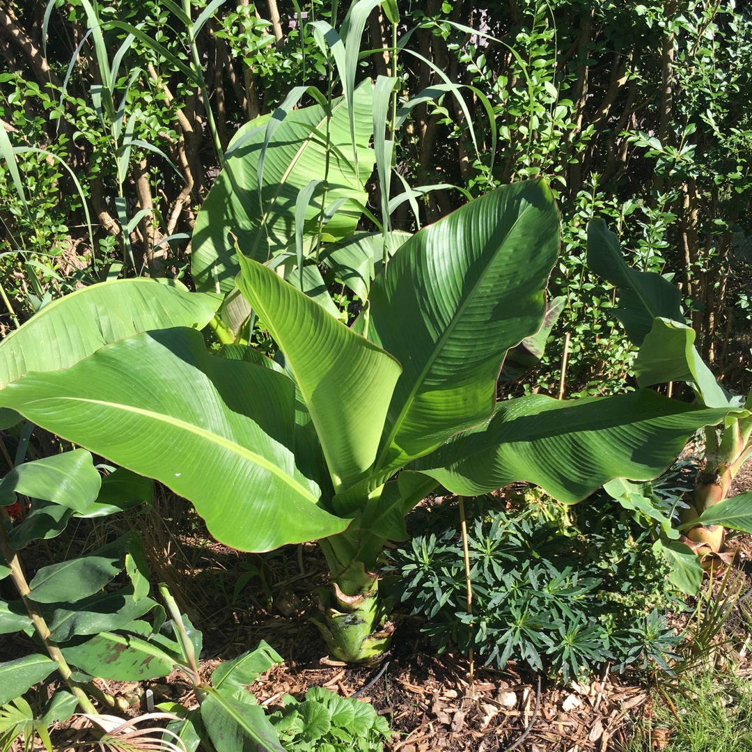 Ensete glaucum in the GardenTags plant encyclopedia Snow Banana in the GardenTags plant encyclopedia