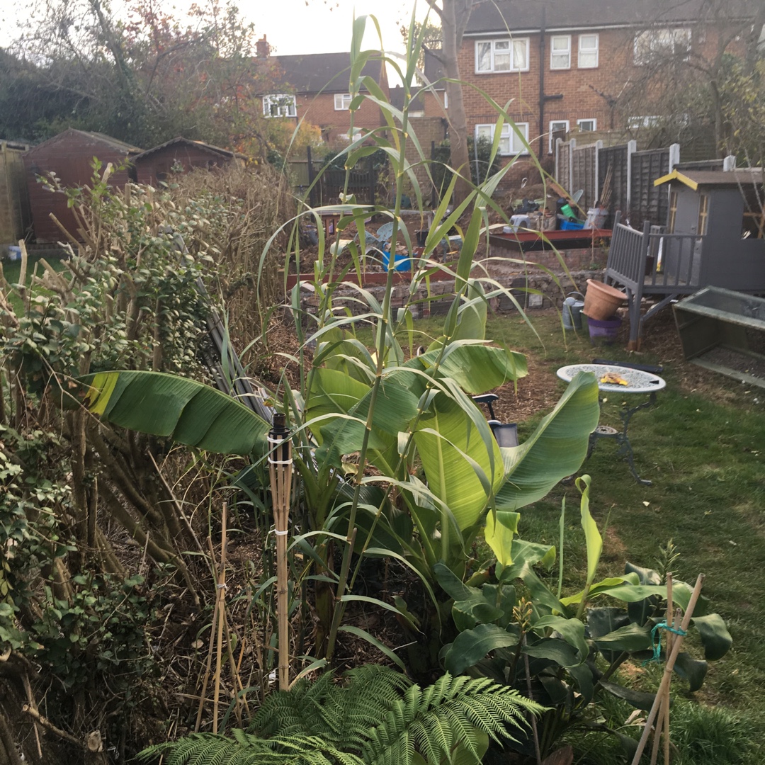 Arundo donax in the GardenTags plant encyclopedia Giant Reed in the GardenTags plant encyclopedia