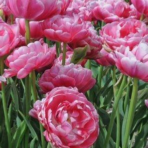 Tulipa Wedding Gift in the GardenTags plant encyclopedia Tulip Wedding Gift (Double Late) in the GardenTags plant encyclopedia
