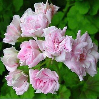 Pelargonium Millfield Rose (Ivy Leaved Double) in the GardenTags plant encyclopedia