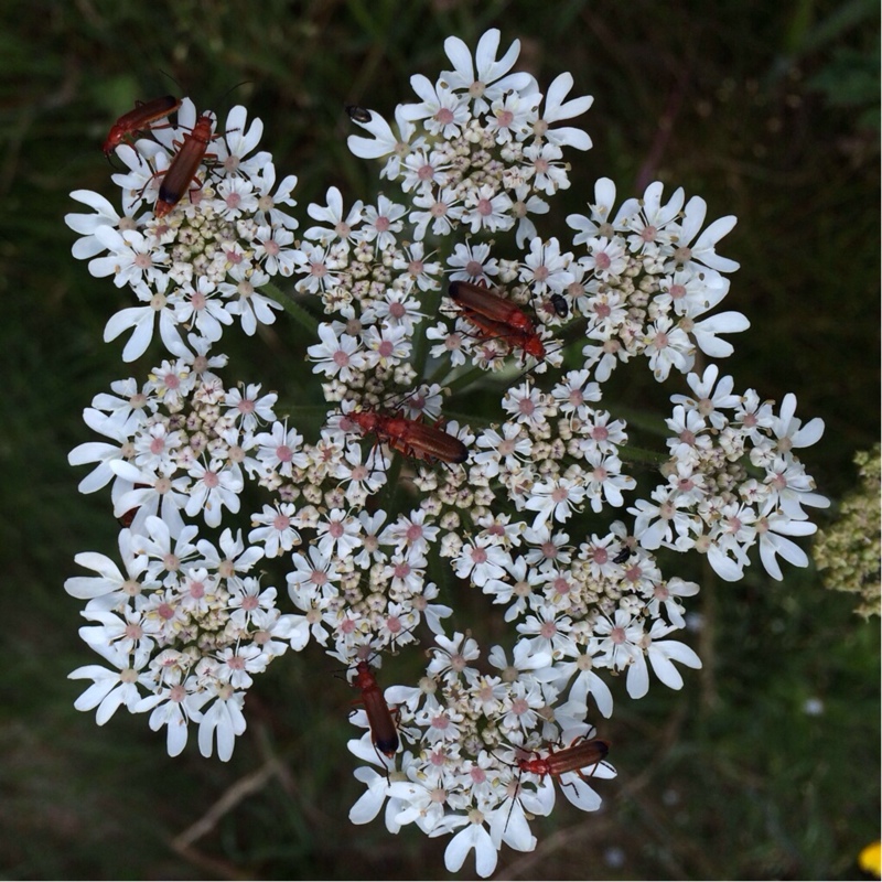 Heracleum sphondylium in the GardenTags plant encyclopedia Hogweed in the GardenTags plant encyclopedia