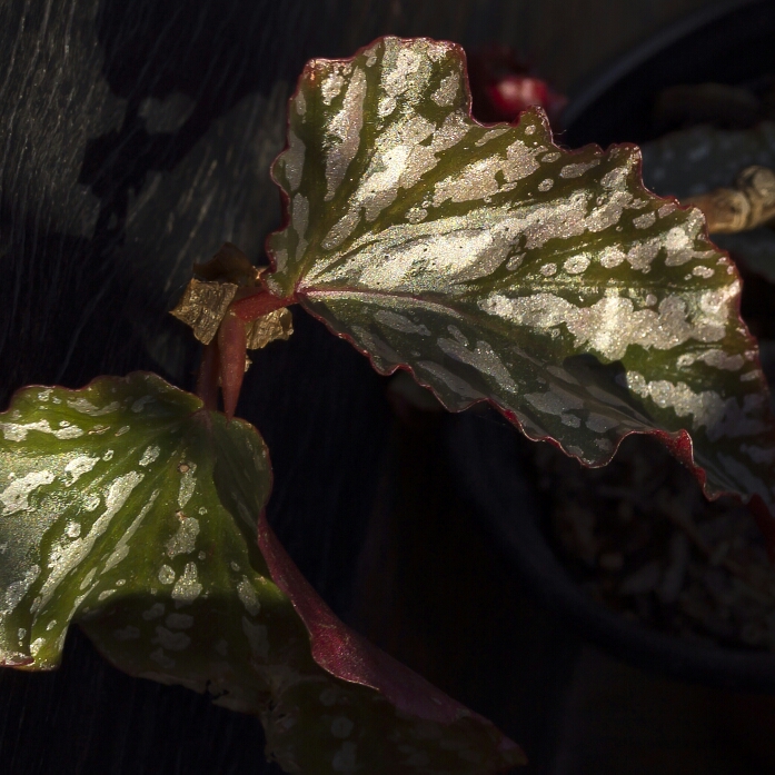 Begonia 'Dragon Wing', Begonia 'Dragon Wing' in GardenTags plant  encyclopedia