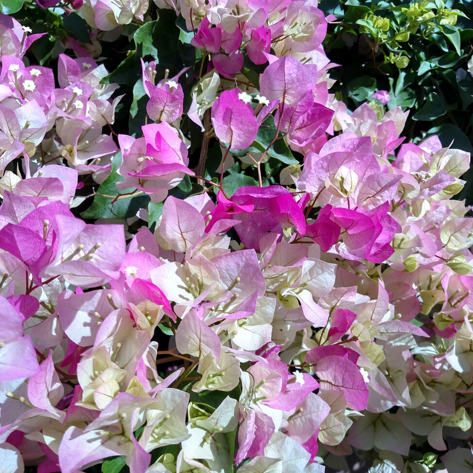 Bougainvillea Imperial Thai Delight in the GardenTags plant encyclopedia