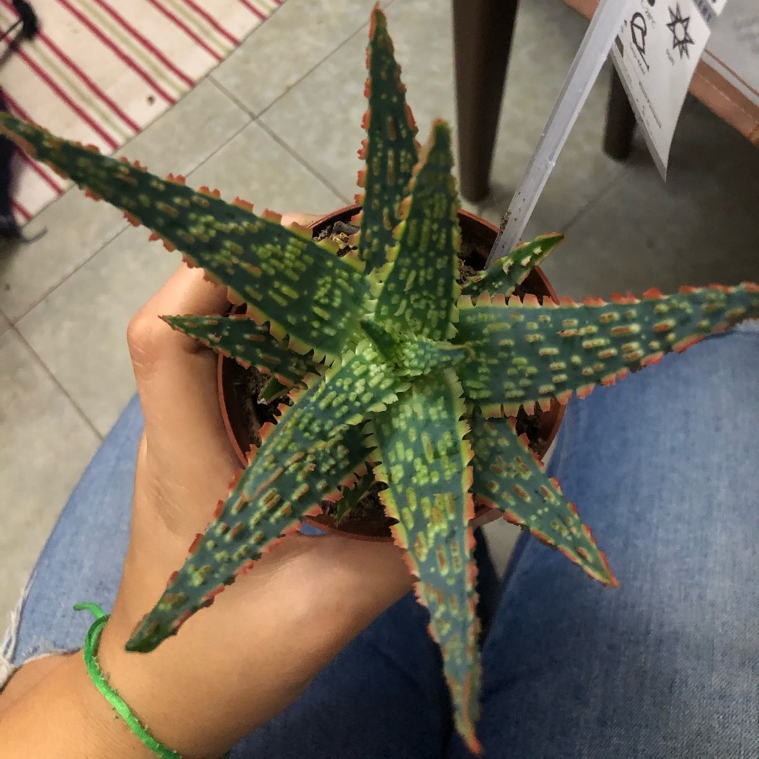 Aloe Zebrina in the GardenTags plant encyclopedia Zebra-leaf Aloe in the GardenTags plant encyclopedia