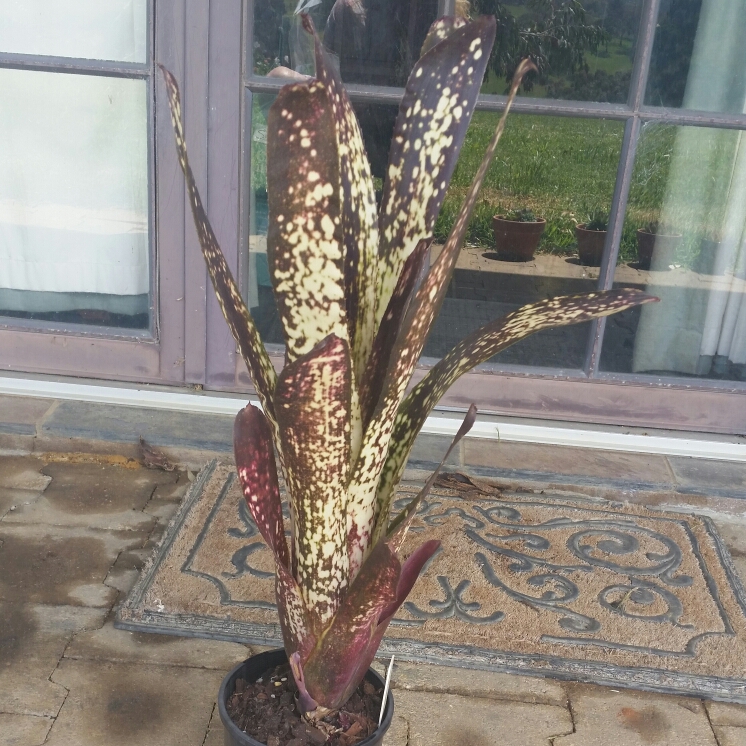 Billbergia Hallelujah in the GardenTags plant encyclopedia Bromeliad Billbergia Hallelujah in the GardenTags plant encyclopedia