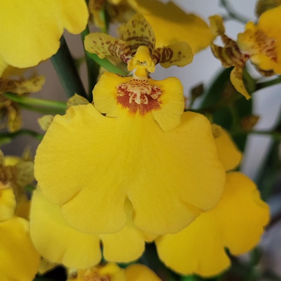 Oncidium Sweet Sugar in the GardenTags plant encyclopedia