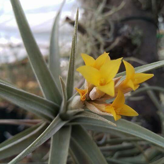 Tillandsia ixioides in the GardenTags plant encyclopedia Airplant (Species) Tillandsia ixioides in the GardenTags plant encyclopedia