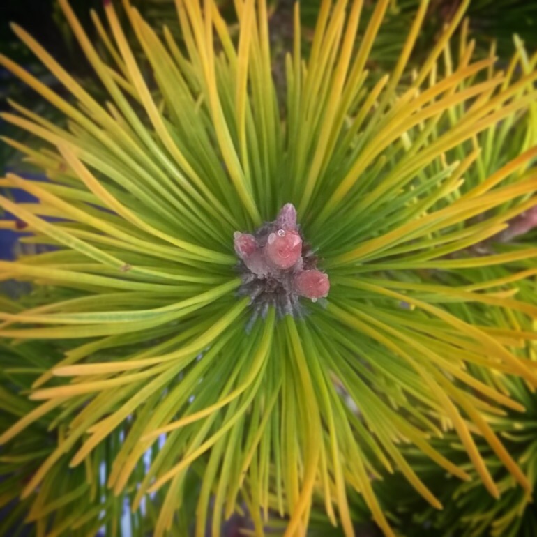 Dwarf Mountain Pine in the GardenTags plant encyclopedia