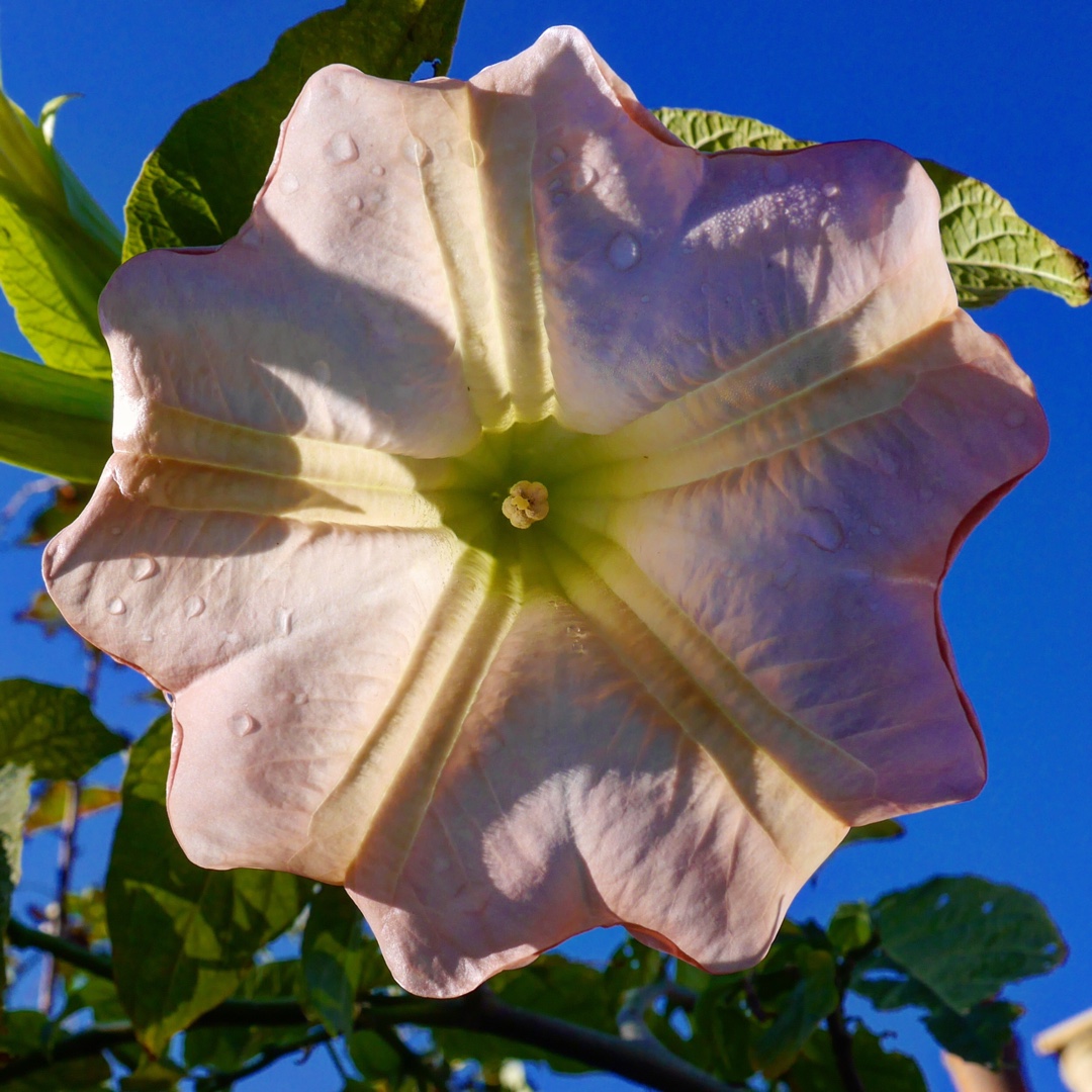 Brugmansia suaveolens Flamenco in the GardenTags plant encyclopedia Angels Trumpet Flamenco in the GardenTags plant encyclopedia