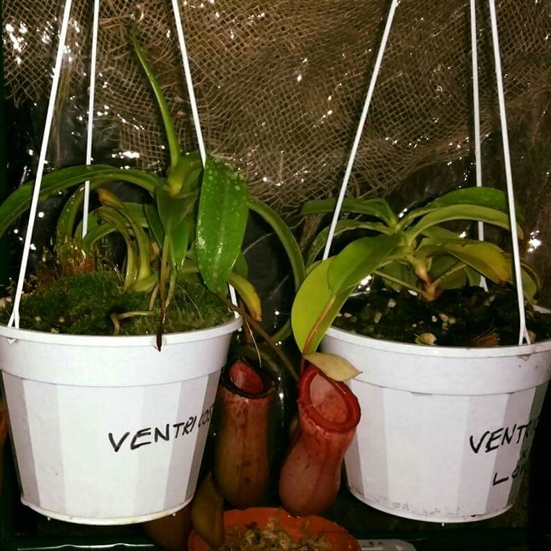 Nepenthes ventricosa in the GardenTags plant encyclopedia Ventricosa in the GardenTags plant encyclopedia