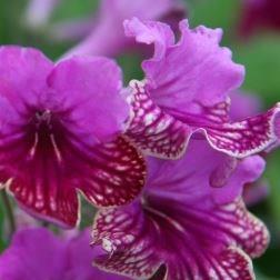 Streptocarpus Cariad in the GardenTags plant encyclopedia Cape Primrose Cariad in the GardenTags plant encyclopedia