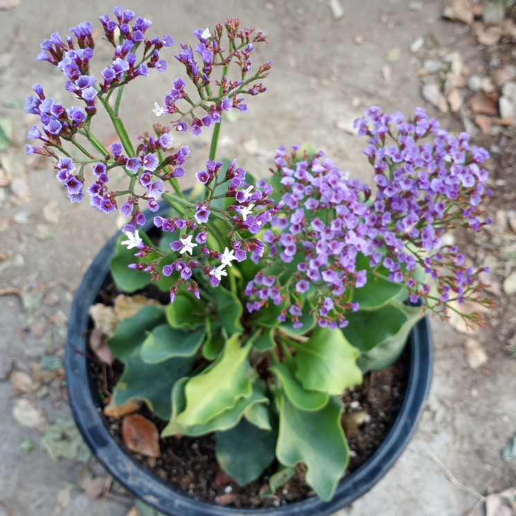 Limonium perezii in the GardenTags plant encyclopedia Perezs Sea lavender in the GardenTags plant encyclopedia