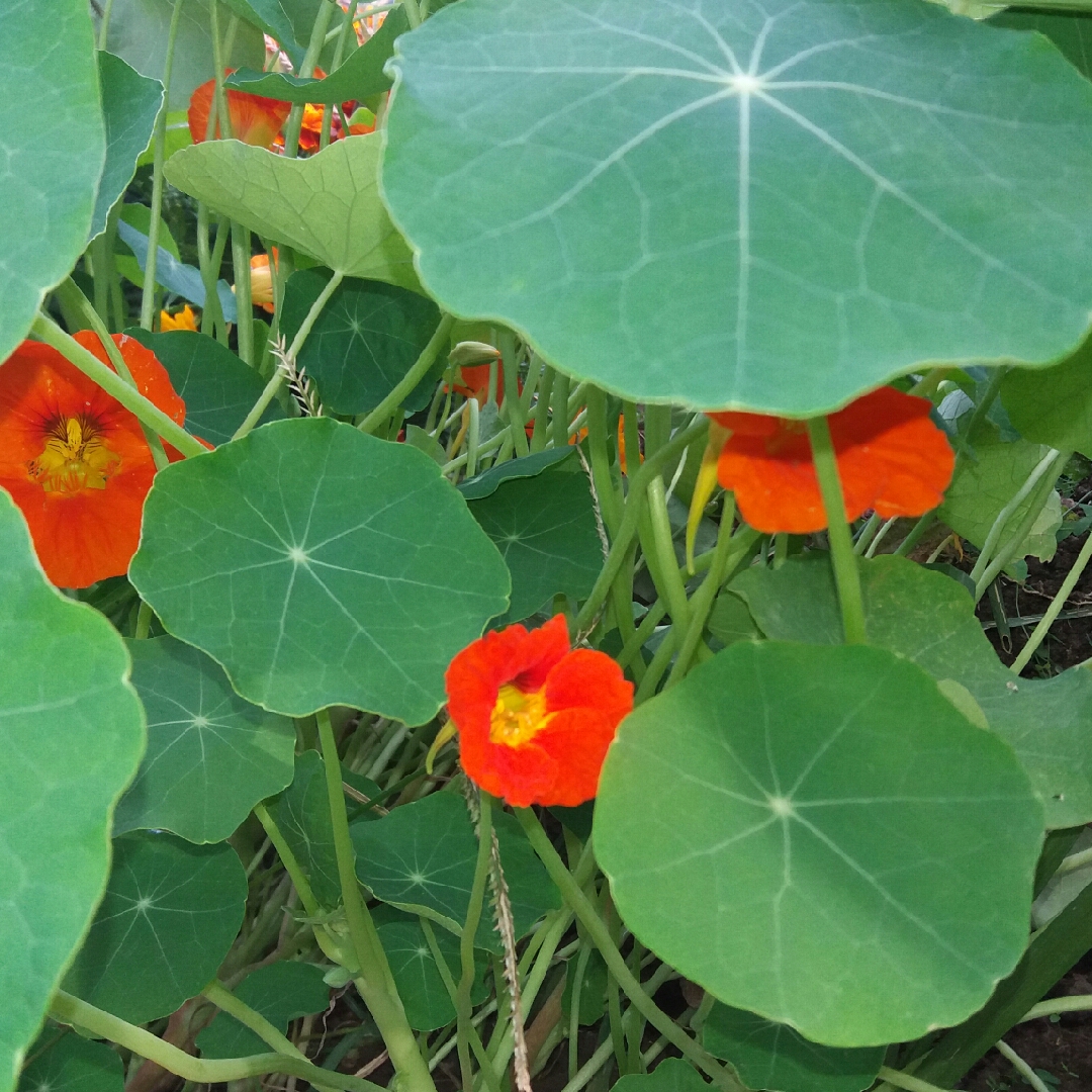 Tropaeolum majus Jewel Mix (Mix) in the GardenTags plant encyclopedia Nasturtium Jewel Mix (Mix) in the GardenTags plant encyclopedia