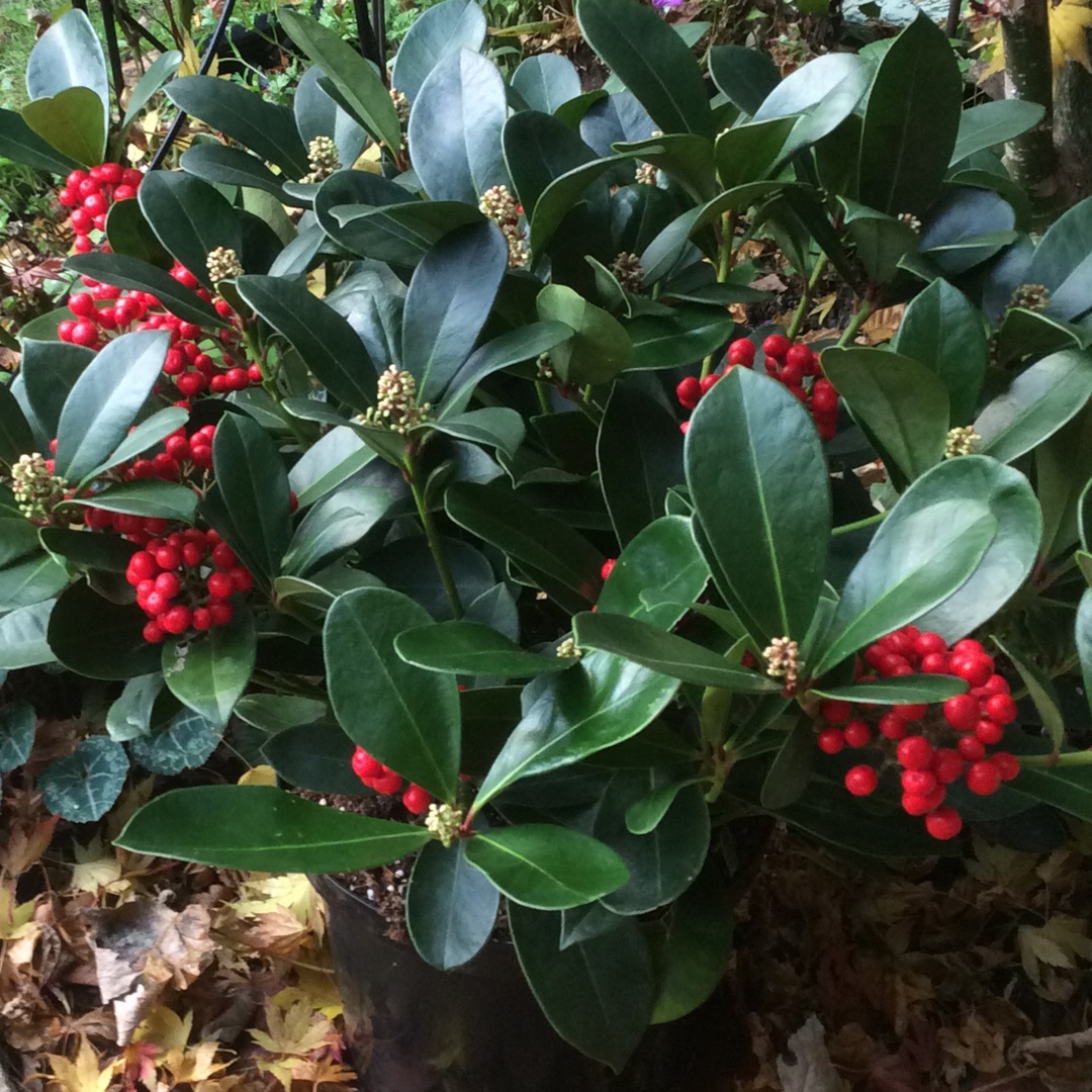 Skimmia japonica Veitchii in the GardenTags plant encyclopedia Japanese Skimmia Veitchii in the GardenTags plant encyclopedia