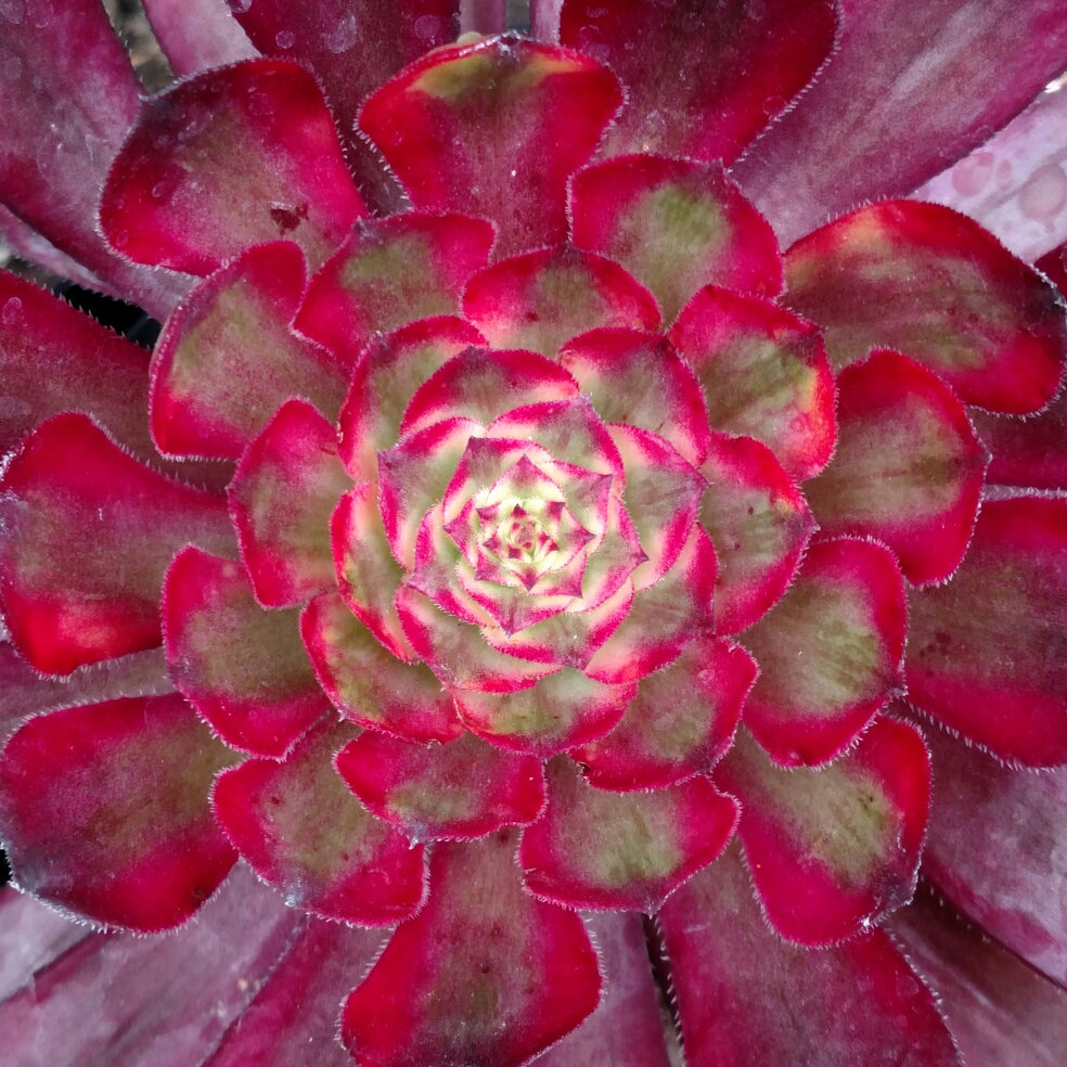 Aeonium Mardi Gras in the GardenTags plant encyclopedia Aeonium Mardi Gras in the GardenTags plant encyclopedia