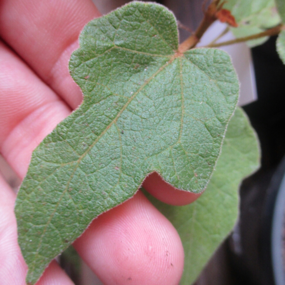Brachychiton Bidwillii in the GardenTags plant encyclopedia Little kurrajong in the GardenTags plant encyclopedia