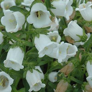 White bell flower discount