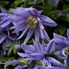 Clematis macropetala Maidwell Hall in the GardenTags plant encyclopedia Clematis Maidwell Hall in the GardenTags plant encyclopedia