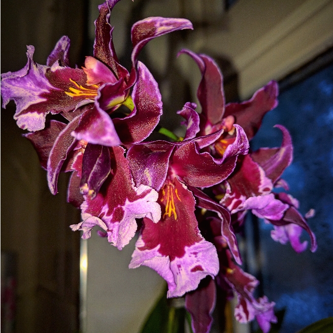 x Cambria in the GardenTags plant encyclopedia Cambria Orchid in the GardenTags plant encyclopedia
