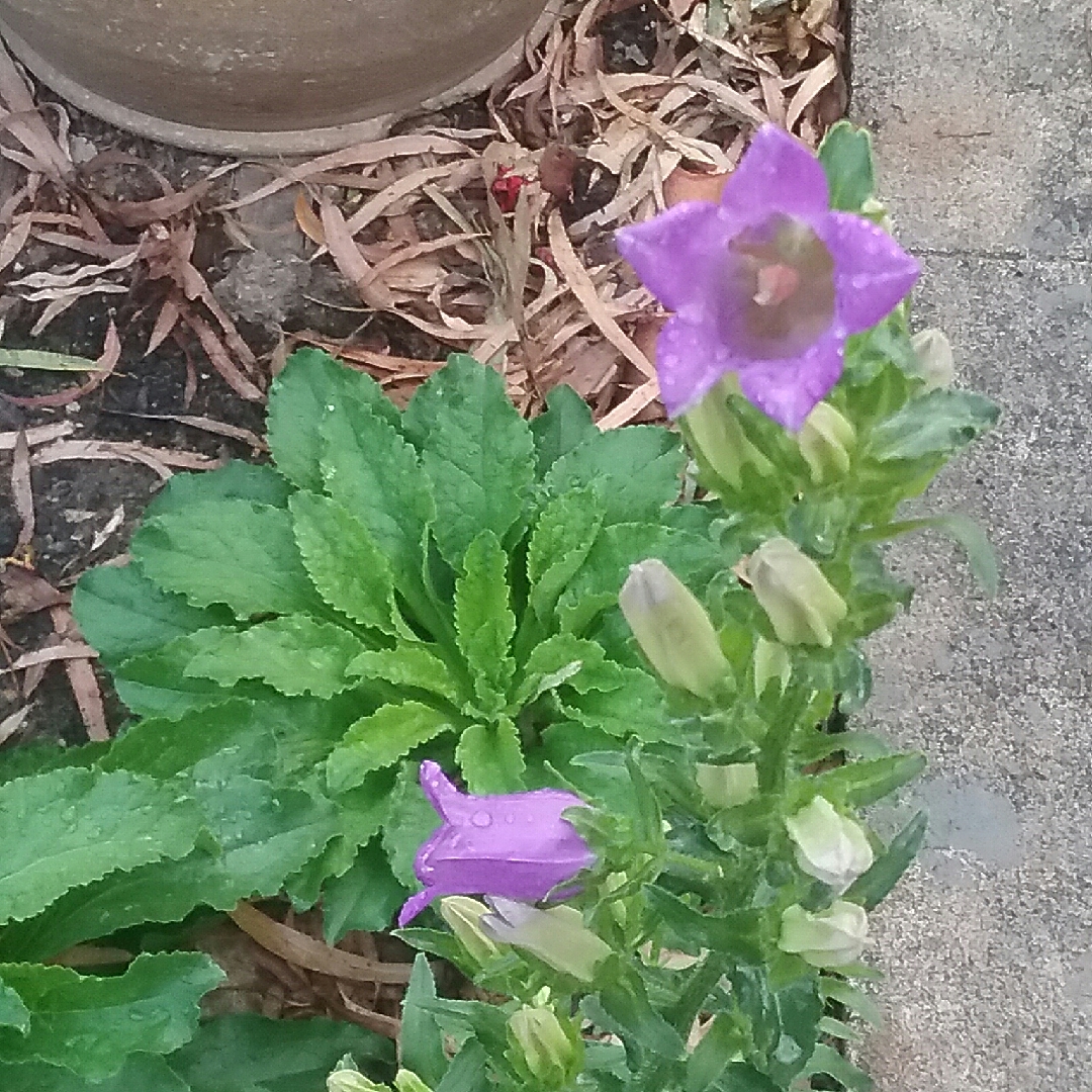 Campanula poscharskyana Blue Bell in the GardenTags plant encyclopedia Serbian bellflower in the GardenTags plant encyclopedia