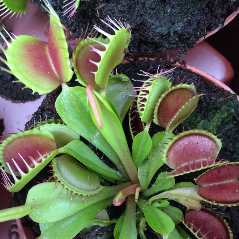 Venus Fly Trap in the GardenTags plant encyclopedia