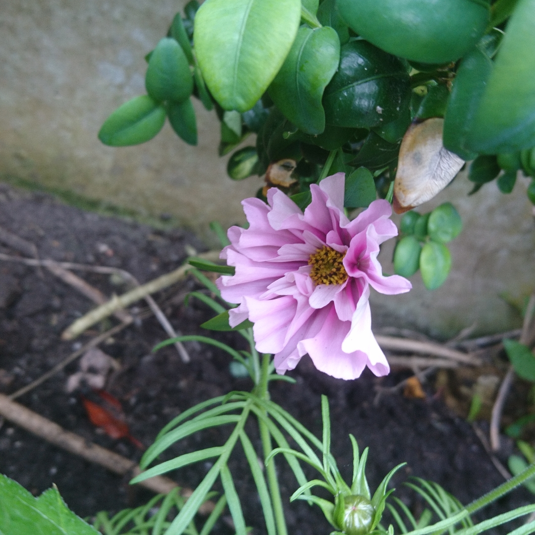 Cosmos Raspberry Ripple in the GardenTags plant encyclopedia Cosmea Raspberry Ripple in the GardenTags plant encyclopedia