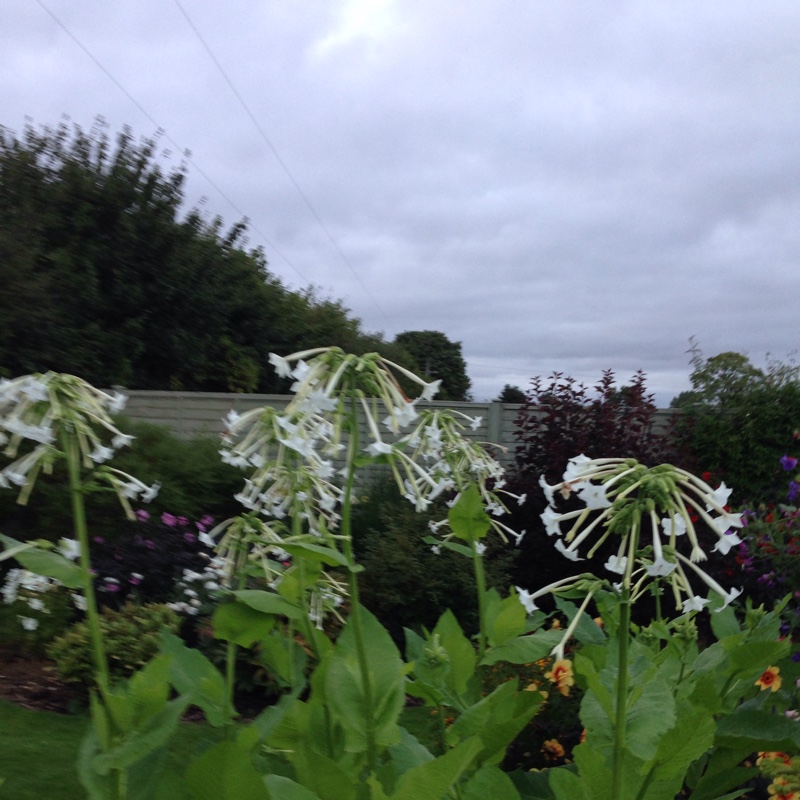 Nicotiana in the GardenTags plant encyclopedia Flowering Tobacco in the GardenTags plant encyclopedia