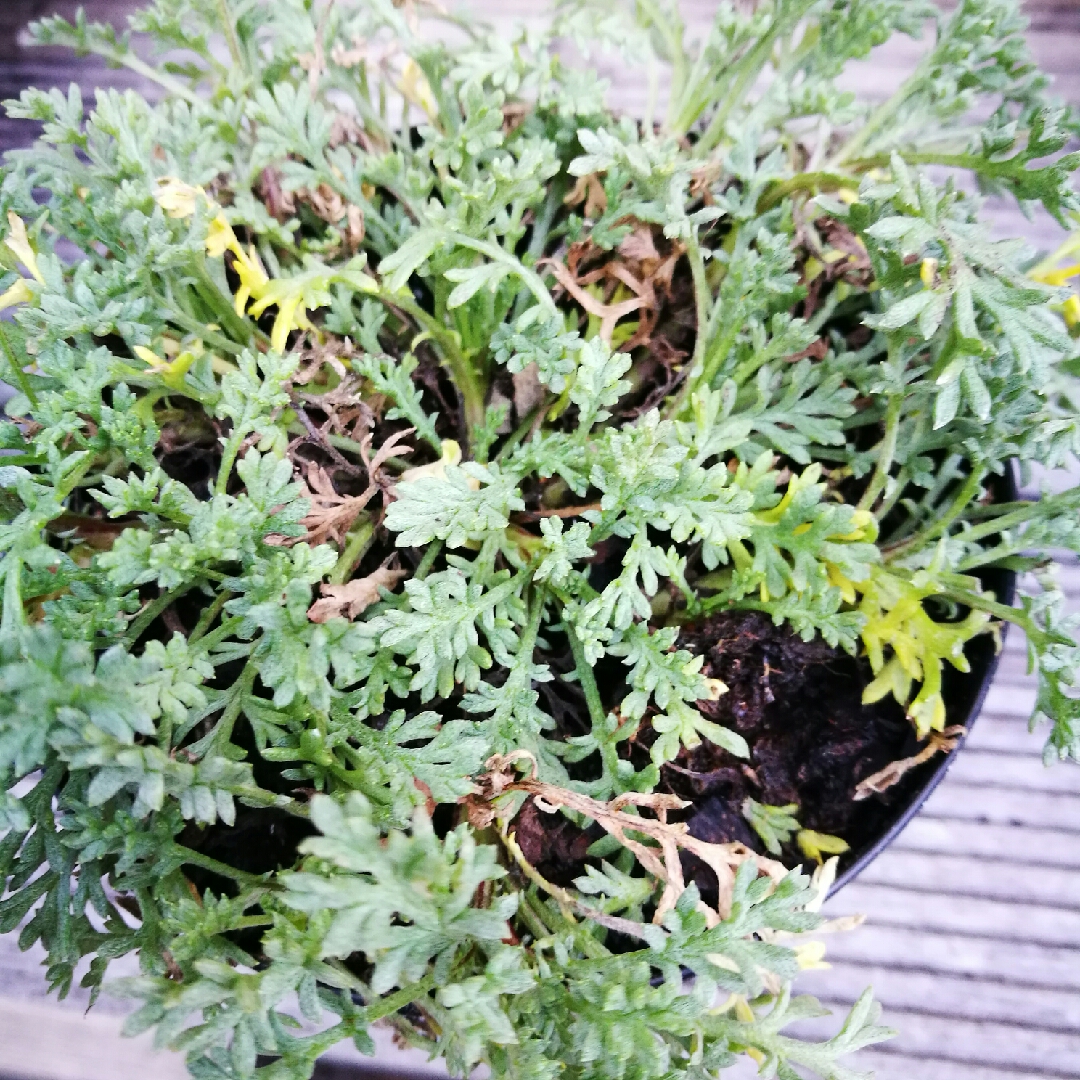 Anthemis carpatica in the GardenTags plant encyclopedia White Carpet in the GardenTags plant encyclopedia
