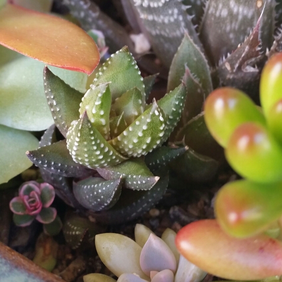 Haworthia in the GardenTags plant encyclopedia