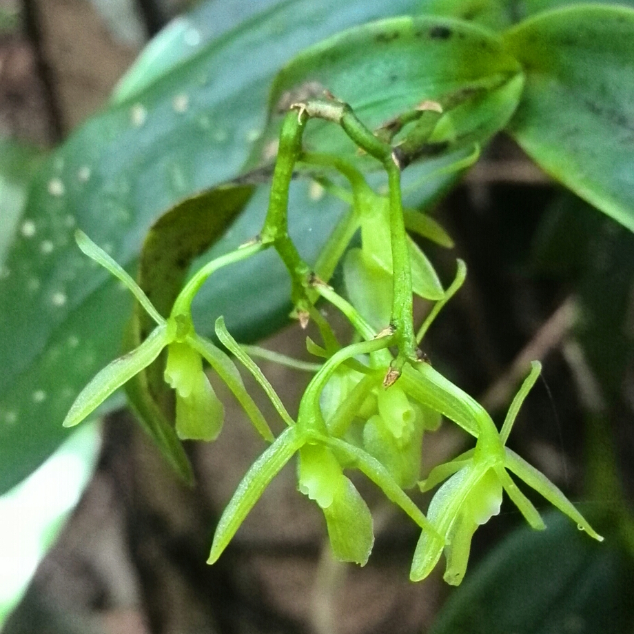 Epidendrum difforme in the GardenTags plant encyclopedia Differently Formed Epidendrum in the GardenTags plant encyclopedia