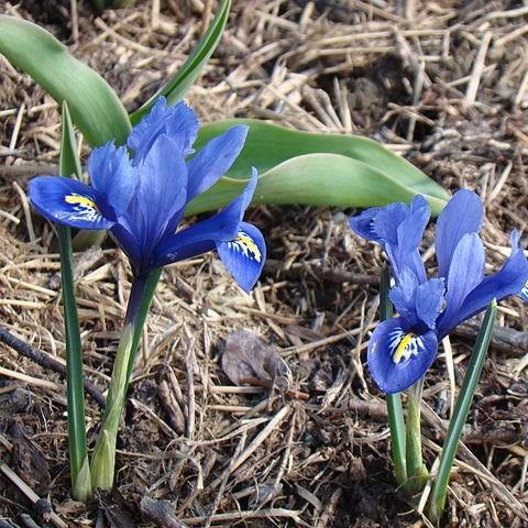 Iris, Reticulate Iris in GardenTags plant encyclopedia