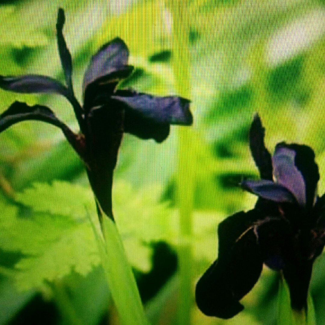 Iris chrysographes Black Knight in the GardenTags plant encyclopedia Black Iris Black Knight in the GardenTags plant encyclopedia