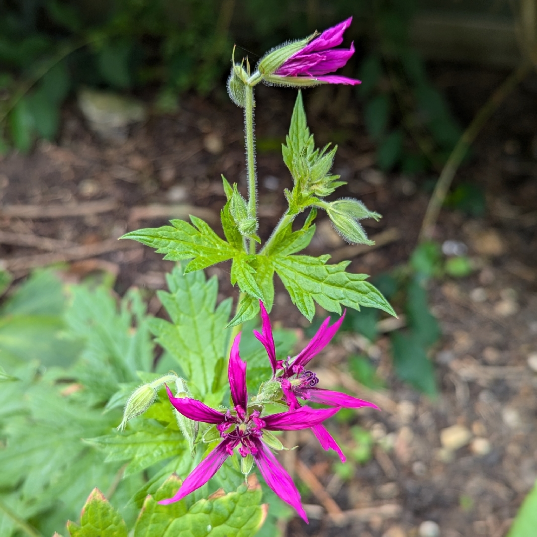 Geranium psilostemon Catherine Deneuve in the GardenTags plant encyclopedia Armenian Cranesbill Catherine Deneuve in the GardenTags plant encyclopedia