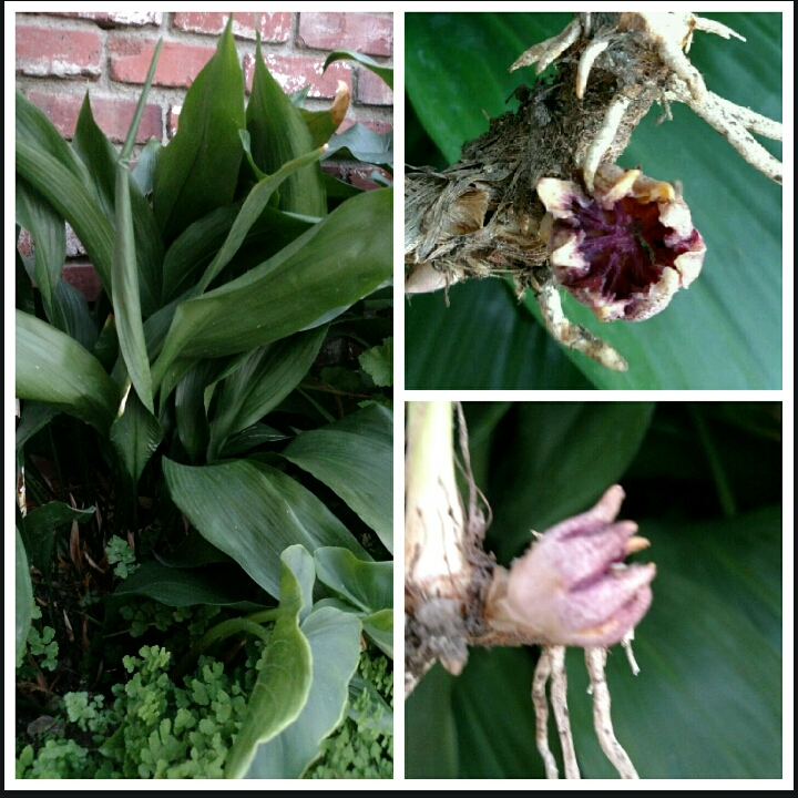 Cast-Iron Plant in the GardenTags plant encyclopedia