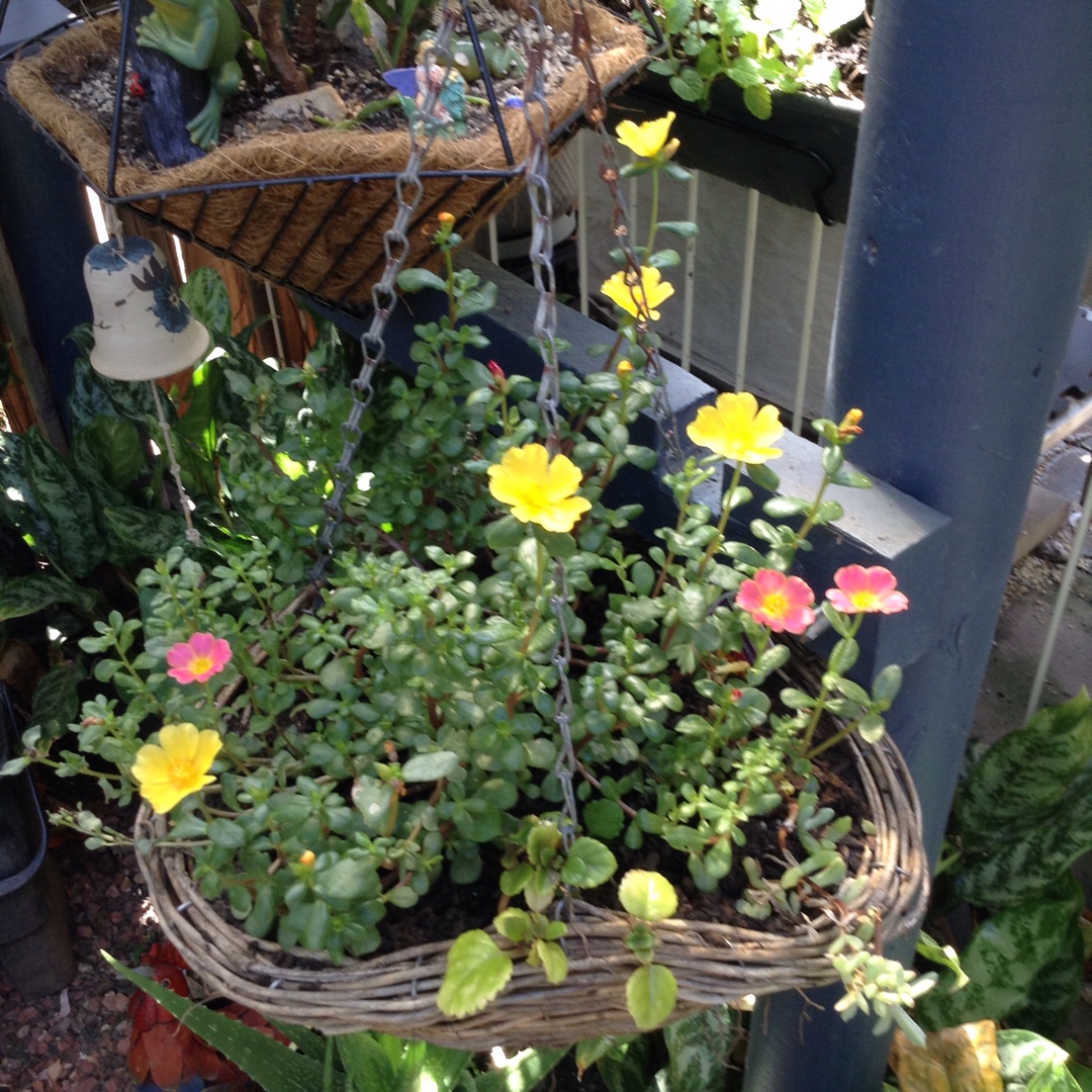 Portulaca oleracea Sun Jewels in the GardenTags plant encyclopedia Purslane Sun Jewels in the GardenTags plant encyclopedia