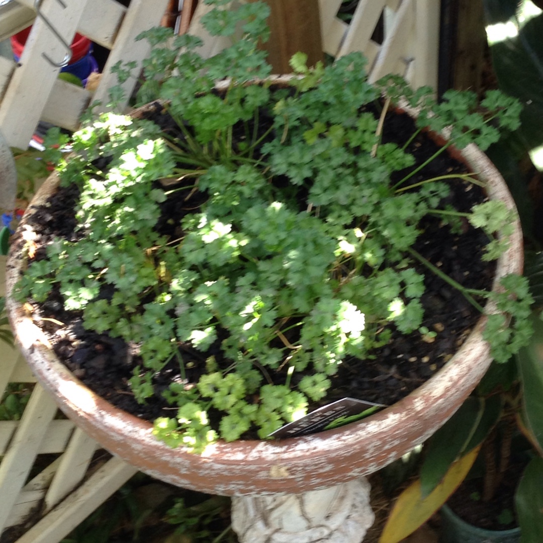 Petroselinum Crispum Flat-Leafed in the GardenTags plant encyclopedia Flat-leafed Parsley in the GardenTags plant encyclopedia