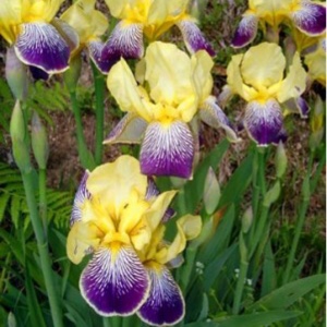 Iris x germanica Nibelungen in the GardenTags plant encyclopedia Bearded Iris Nibelungen (Intermediate) in the GardenTags plant encyclopedia