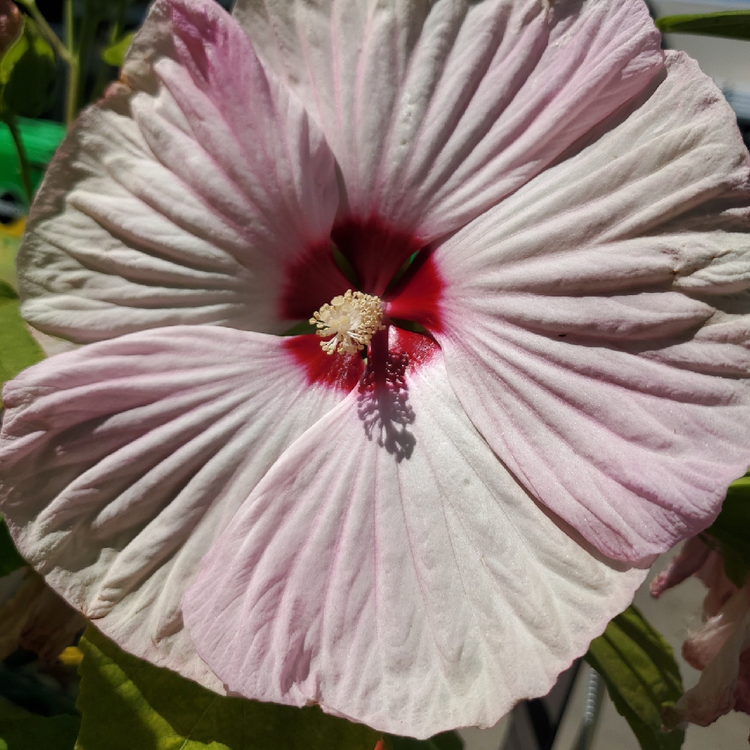 Hibiscus rosa-sinensis Adonis Pink in the GardenTags plant encyclopedia Hibiscus Adonis Pink in the GardenTags plant encyclopedia
