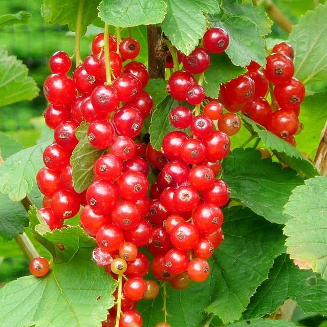 Redcurrant Jonkheer Van Tets in the GardenTags plant encyclopedia