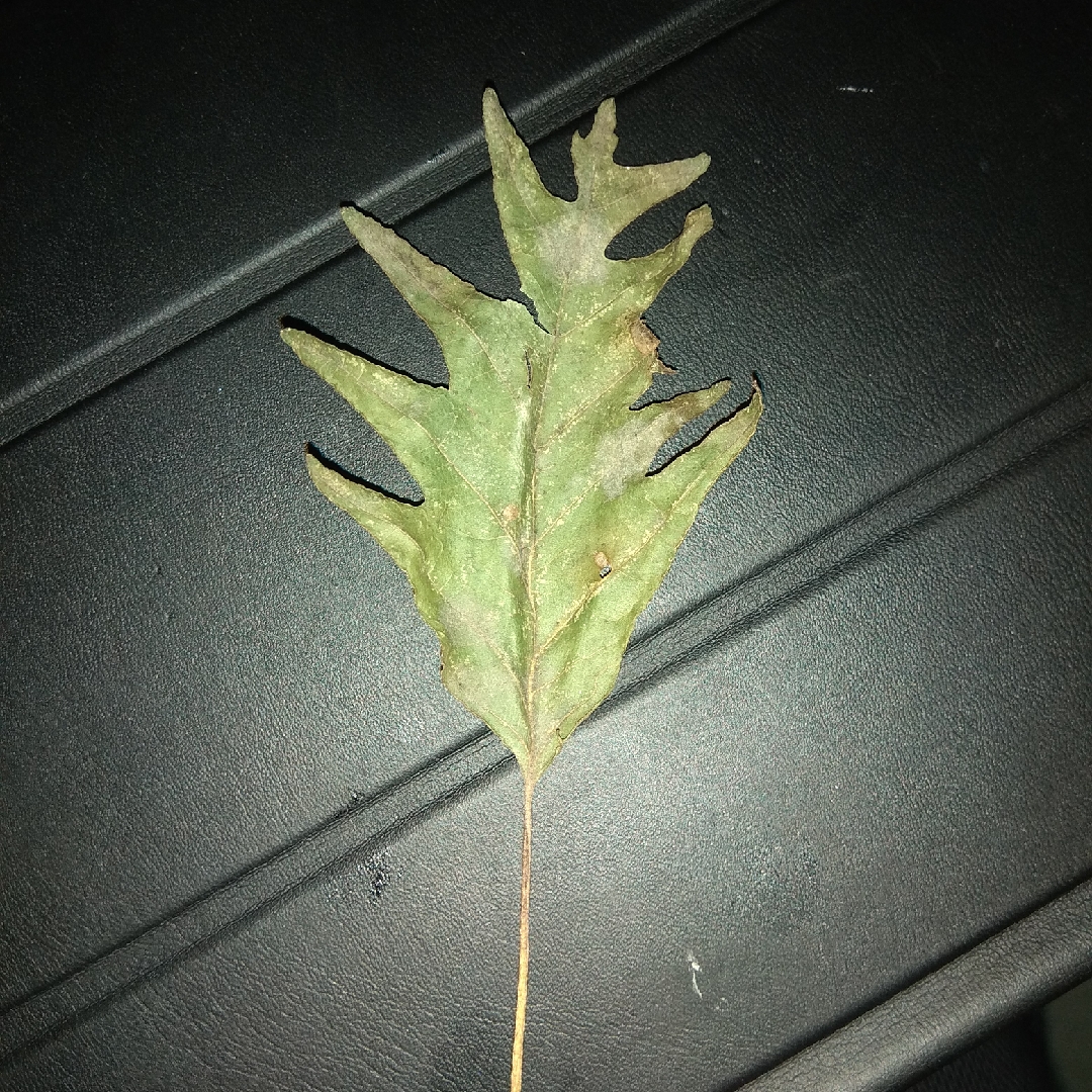 Alnus incana laciniata in the GardenTags plant encyclopedia Cut-leaved Common Alder tree in the GardenTags plant encyclopedia